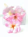 Boxed Pink Frangipanni Flowers